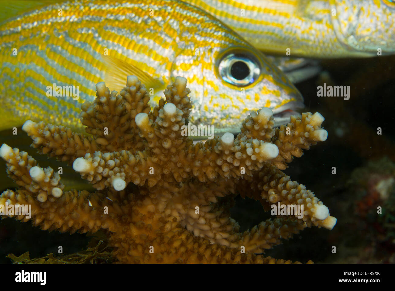 La Staghorn coral e grunt francese. Foto Stock