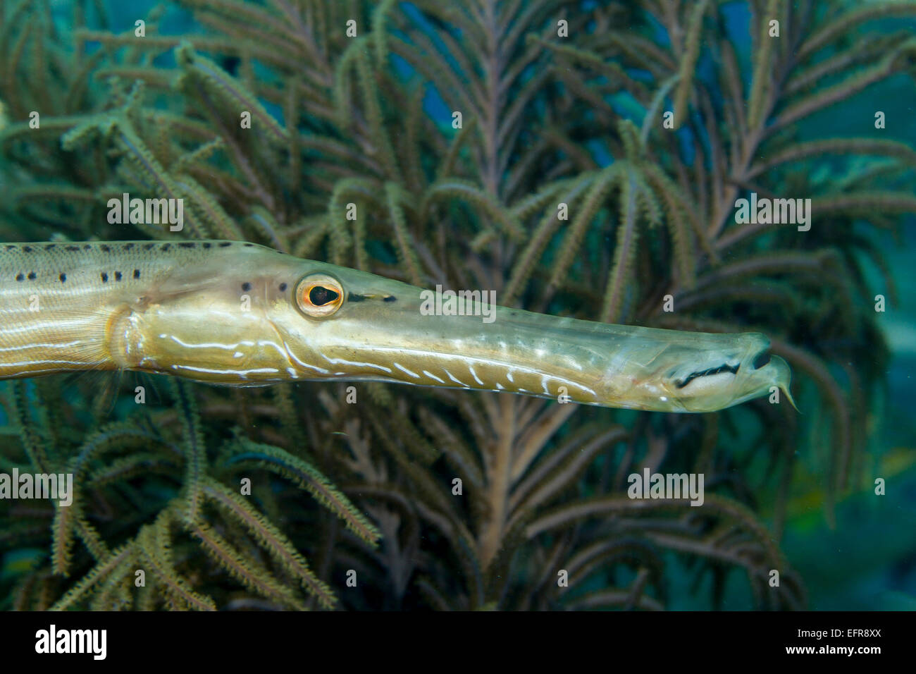 Trumpetfish e pennacchio di mare. Foto Stock