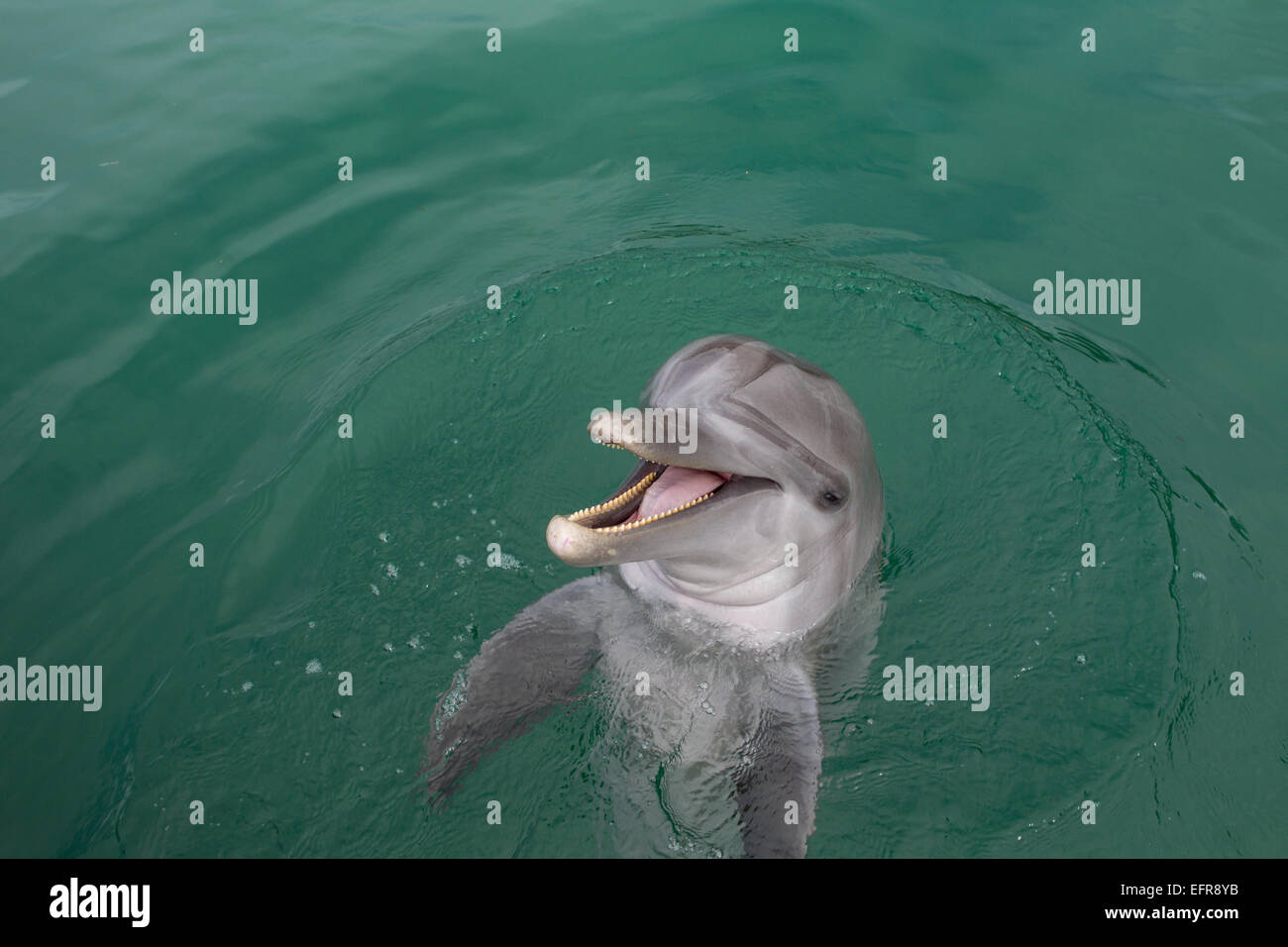 Ridendo Dolphin. Foto Stock