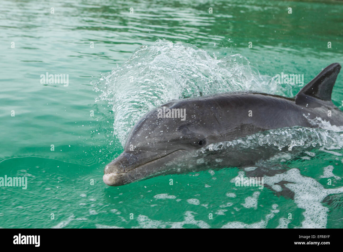 Nuota con i delfini nella scia della barca. Foto Stock