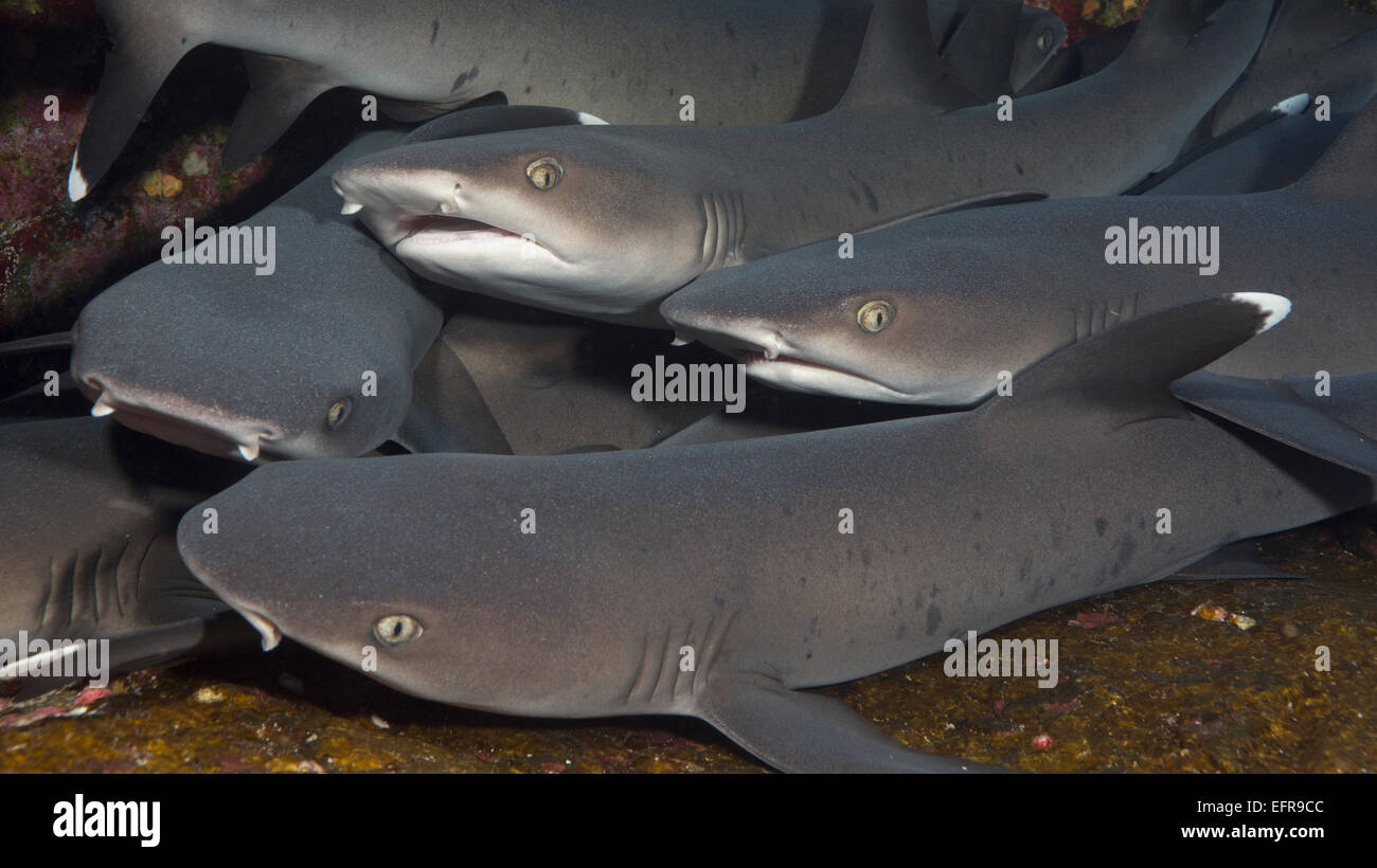 Branco di squali. Foto Stock