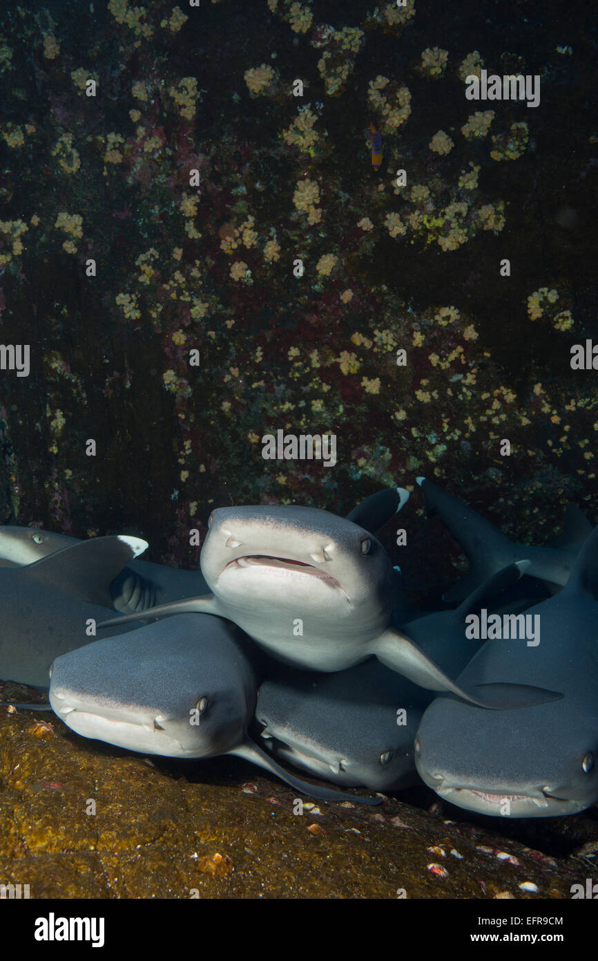 Branco di squali. Foto Stock