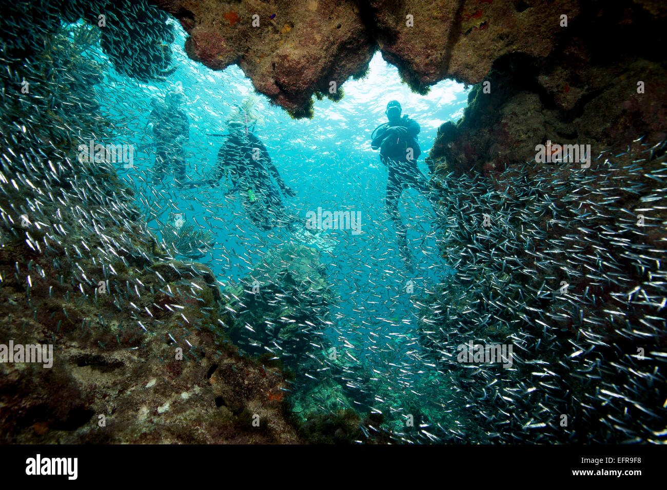 Grande scuola di minnows di vetro. Foto Stock