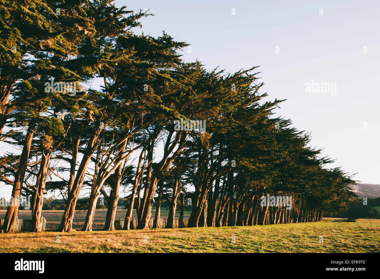 Fila di Monterey cipressi nativo specie di albero sul bordo di un campo vicino al punto Reyes. Foto Stock