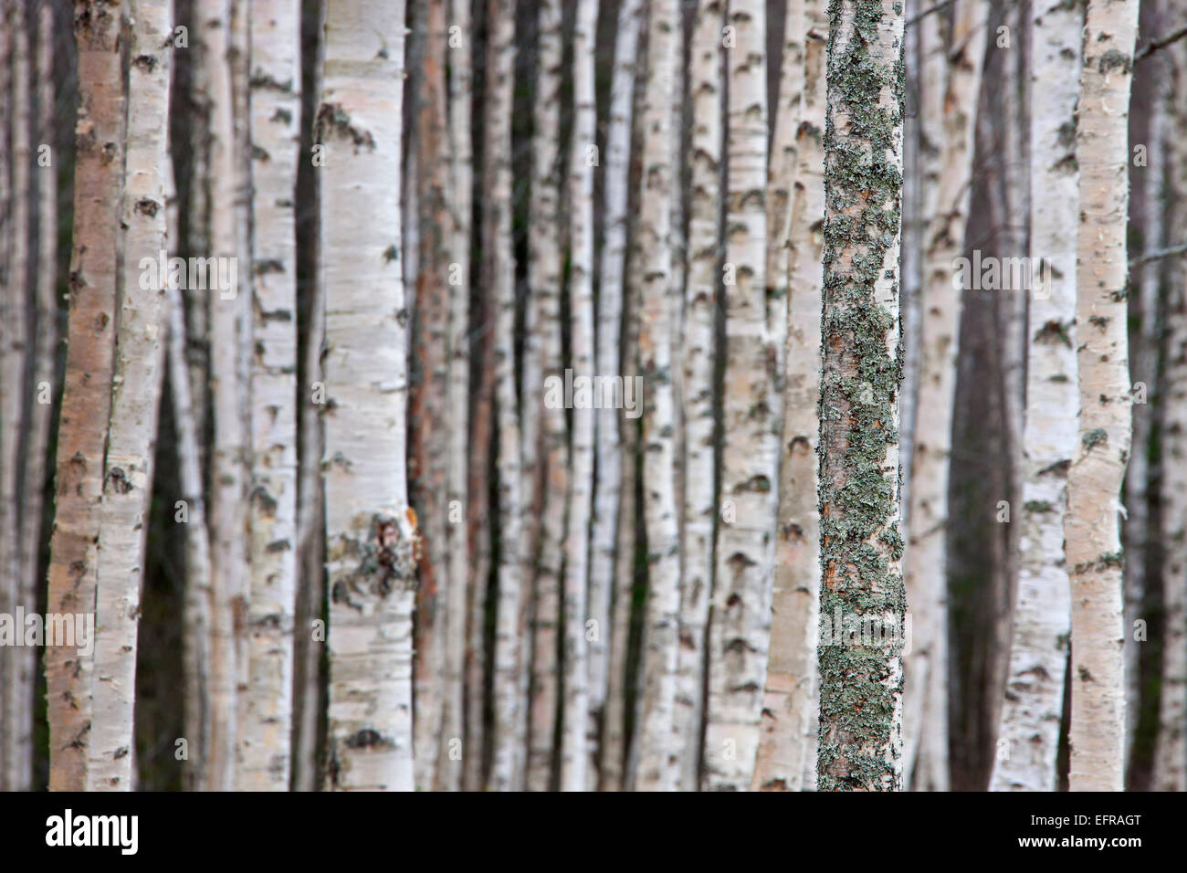 Argento / betulla presenta verrucosa betulla (Betula pendula / betula alba / Betula verrucosa) tronchi di betulle nel bosco di latifoglie Foto Stock