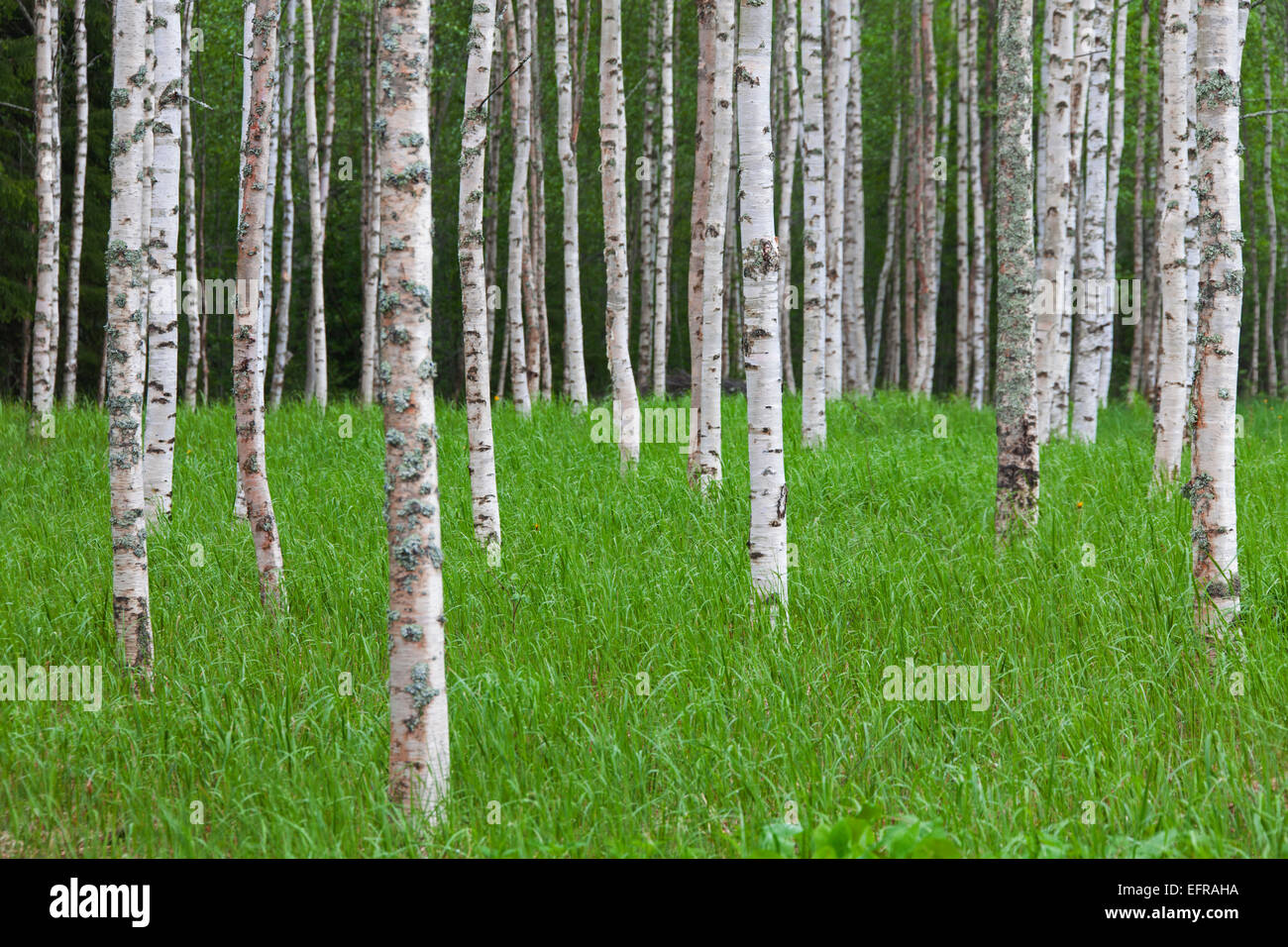 Argento / betulla presenta verrucosa betulla (Betula pendula / betula alba / Betula verrucosa) tronchi di betulle nel bosco di latifoglie Foto Stock