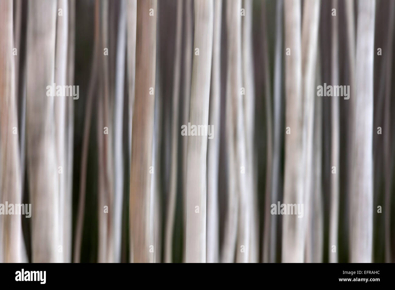 Argento / betulla presenta verrucosa betulla (Betula pendula / betula alba / Betula verrucosa) movimento sfocati tronchi di betulle in foresta Foto Stock