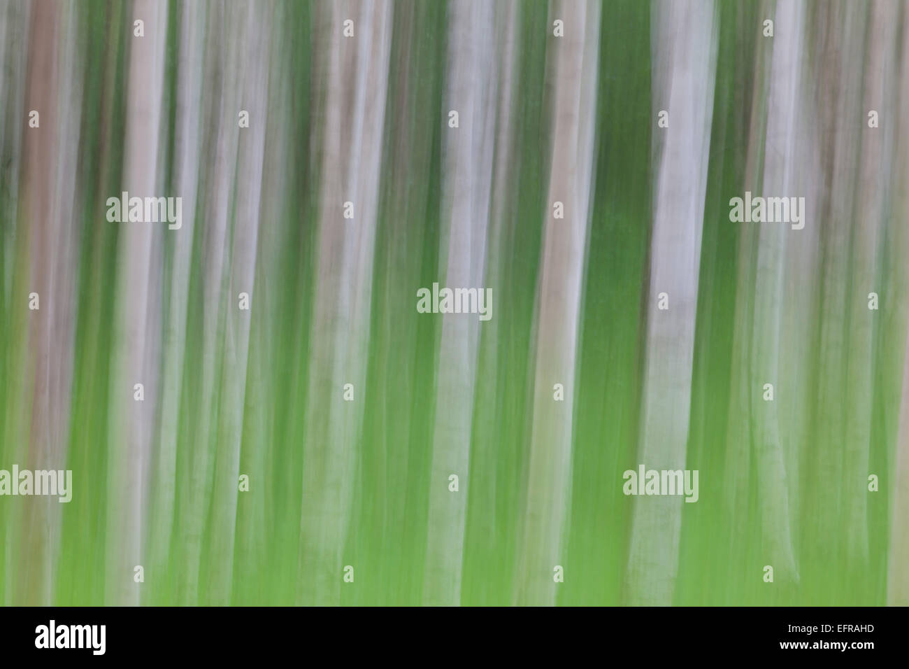 Argento / betulla presenta verrucosa betulla (Betula pendula / betula alba / Betula verrucosa) movimento sfocati tronchi di betulle in foresta Foto Stock