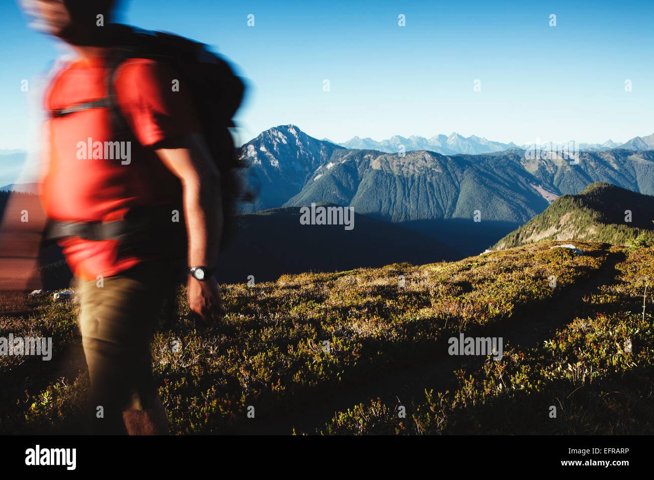 Un uomo che cammina sulla prateria di foresta nazionale nella gamma di Cascades, con Mount Baker in background. Foto Stock