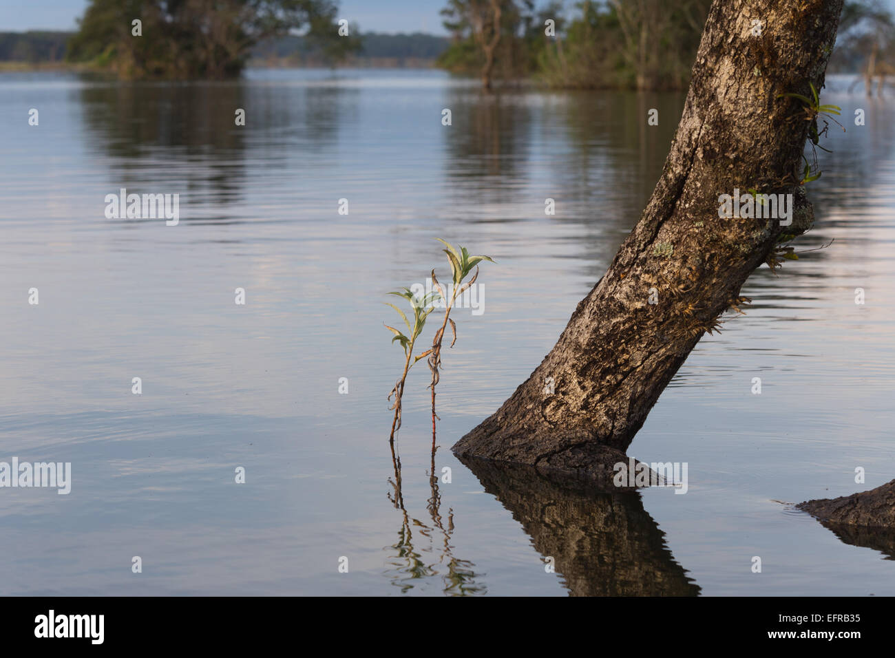 Un nuovo albero coraggiosamente spinge in su steli in fondali bassi di una diga Africana accanto a un albero annegati con orchidee aggrappati a. Foto Stock