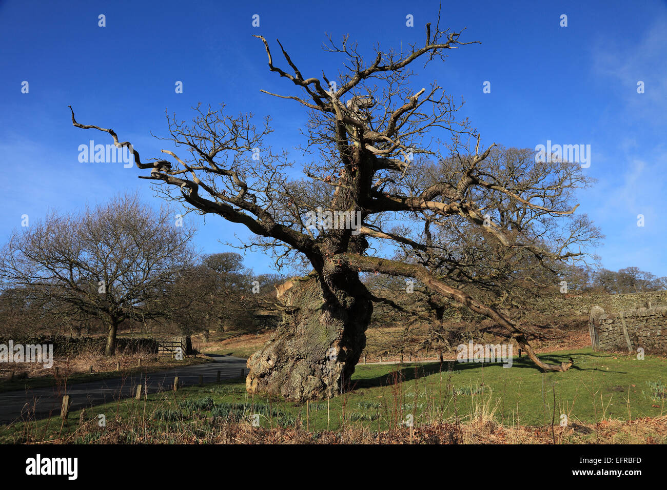 Un antico albero di quercia crescente vicino a Bolton Abbey nel Yorkshire Dales Foto Stock