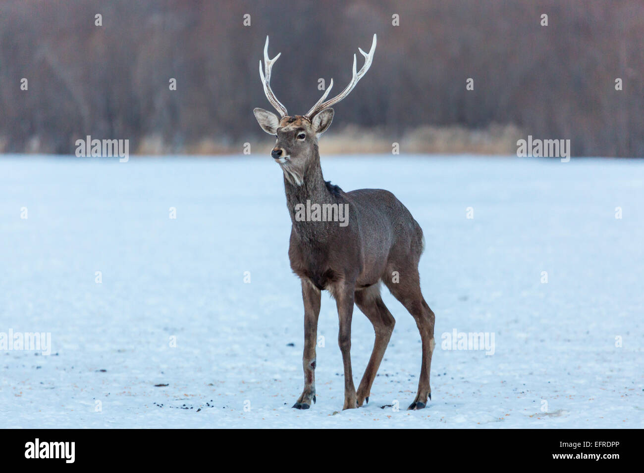 Cervi Sika Standinging nella neve, Hokkaido, Giappone Foto Stock