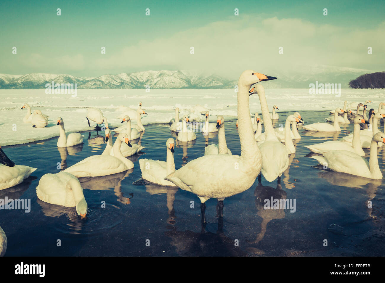 Whooper cigni sul Lago di Kussharo, Hokkaido, Giappone Foto Stock