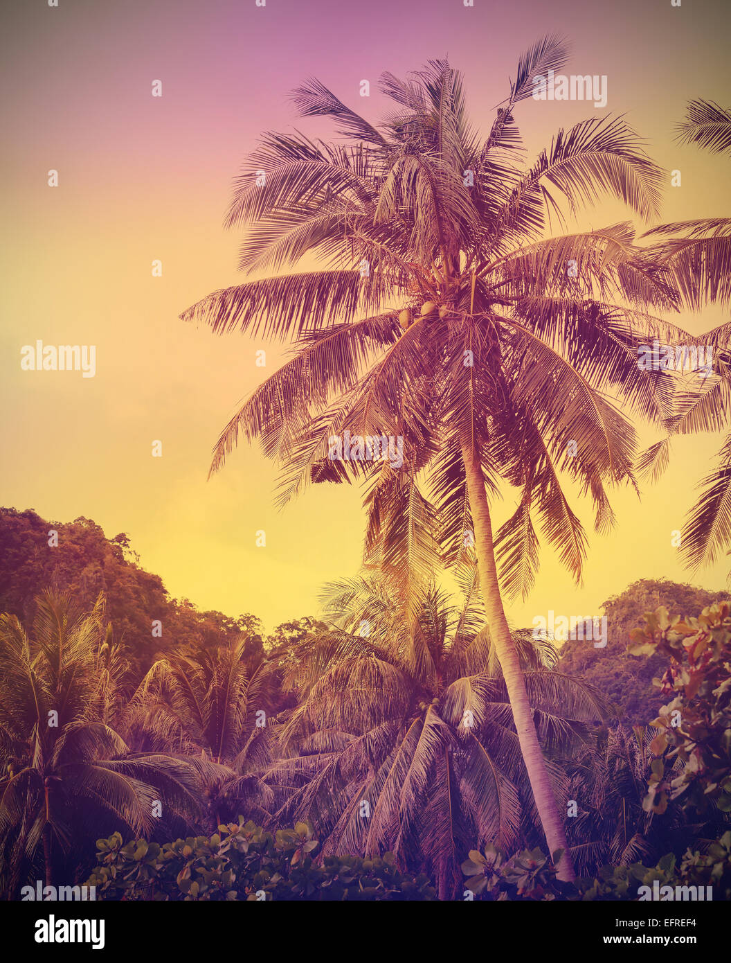 Vintage sbiadito sullo sfondo della natura, palme al tramonto. Foto Stock
