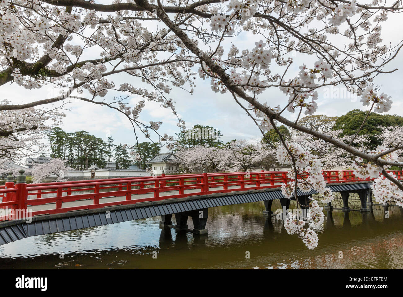 Il castello di Odawara e fiori di ciliegio, Kanagawa, Giappone Foto Stock