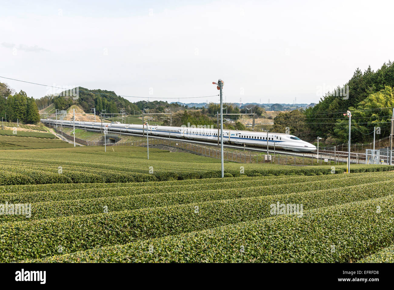 Le piantagioni di tè e Shinkansen, Kanagawa, Giappone Foto Stock