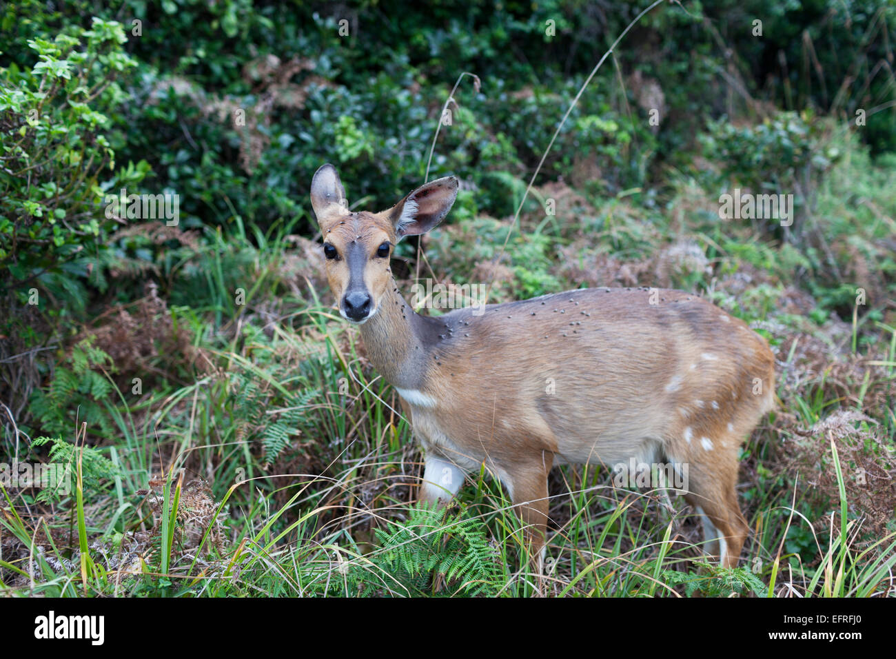Sud Africa, Tsitsikamma National Park, bushbuck femmina (Tragelaphus scriptus) - antilopi. Foto Stock