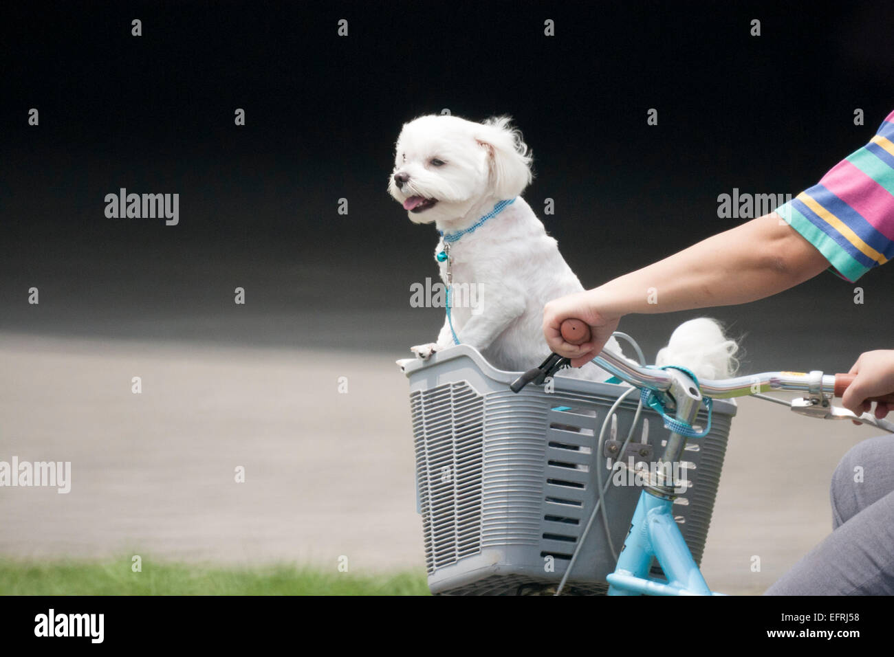 Un cane in un cestino della bicicletta Foto Stock