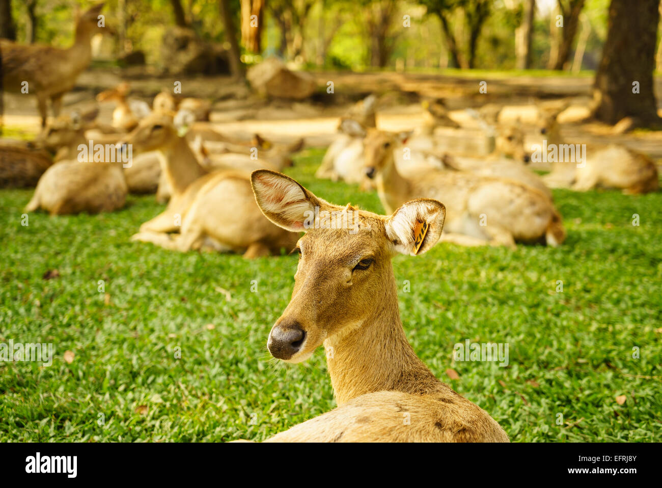 Un gruppo di Thai-brow antlered deer in zoo Foto Stock