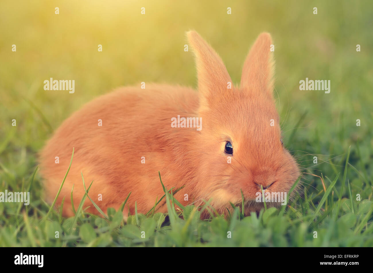 Primo piano di un piccolo coniglio su erba verde Foto Stock