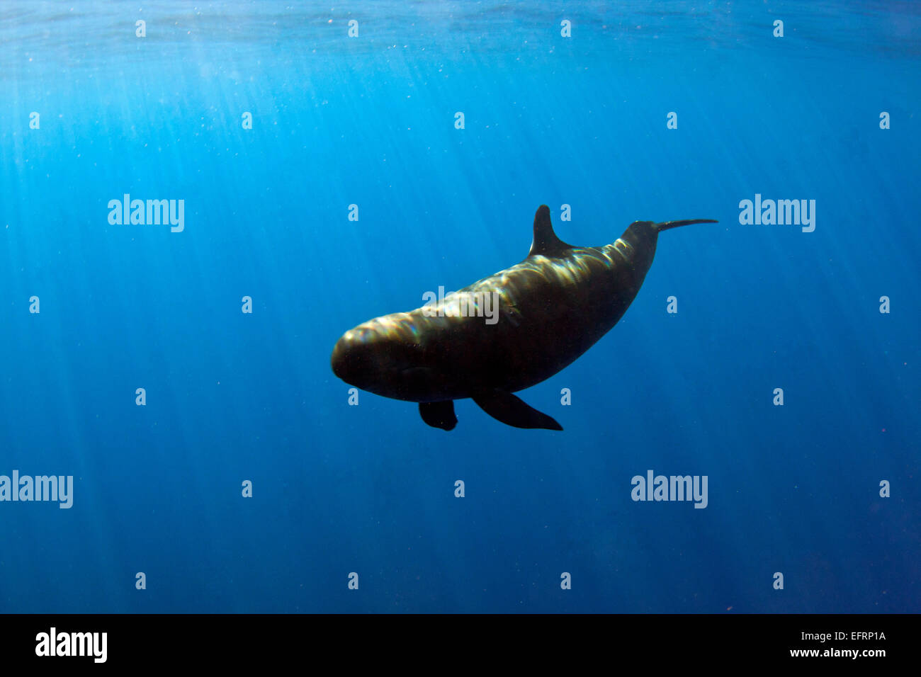 Un falso Killer Whale (Pseudorca crassidens) nuota da dagli impianti offshore di Kona Coast della Big Island delle Hawaii. L'Hawaiian isolata Foto Stock