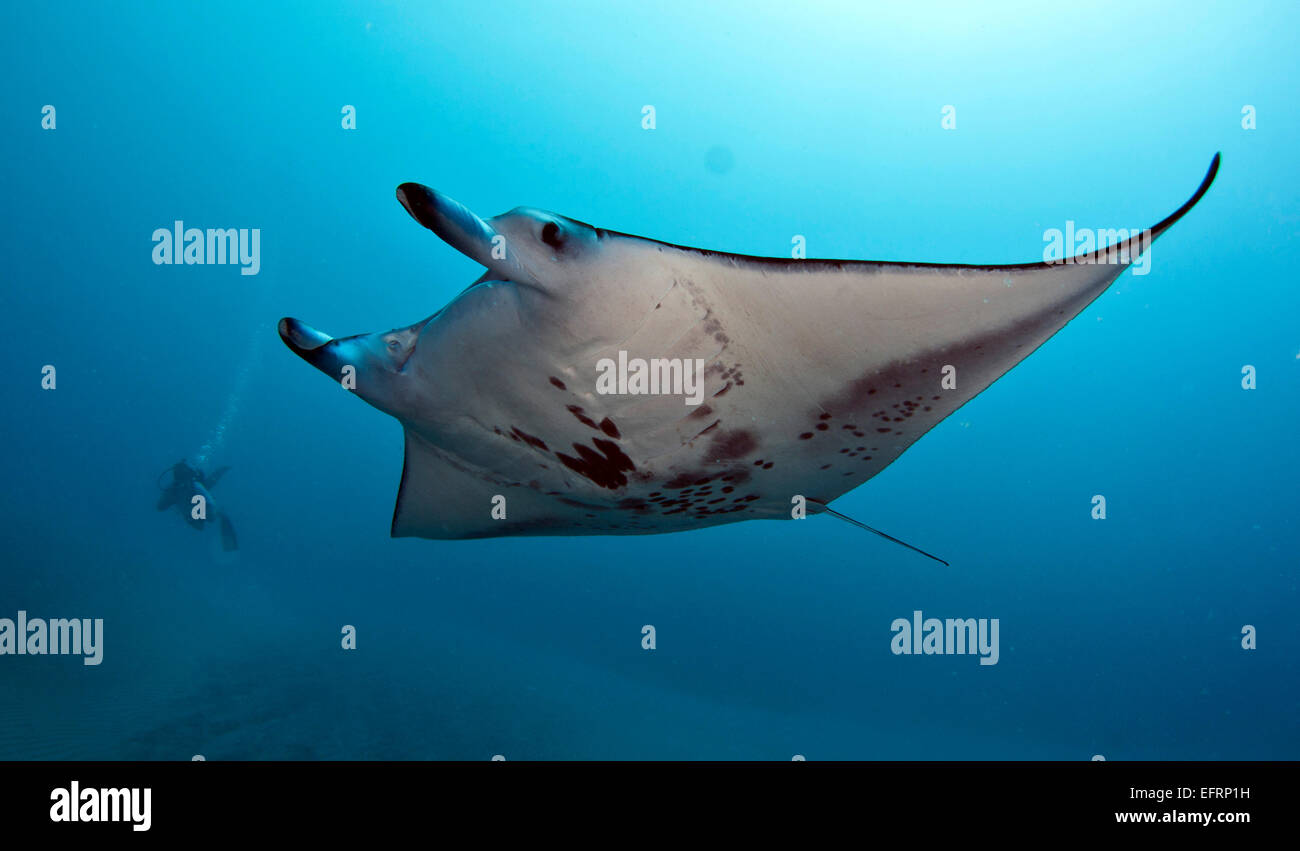 A coastal manta ray (Manta alfredi) piomba con garbo sulla barriera corallina dagli impianti offshore di Kona, Hawaii Foto Stock