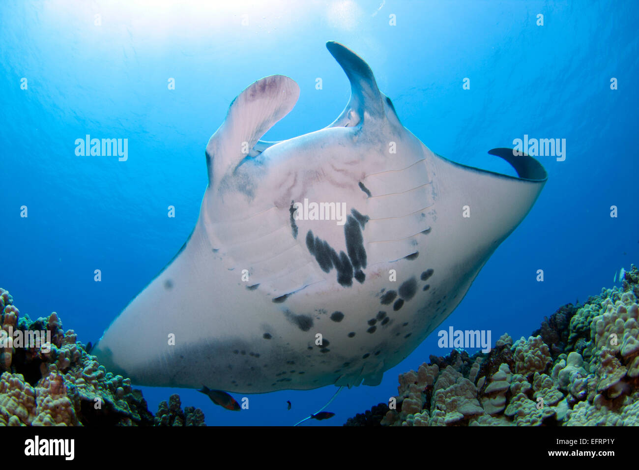 A coastal manta ray (Manta alfredi) piomba con garbo sulla barriera corallina dagli impianti offshore di Kona, Hawaii Foto Stock