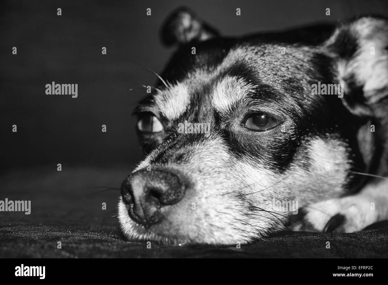 Immagine ravvicinata di cane che stabilisce sul lettino Foto Stock