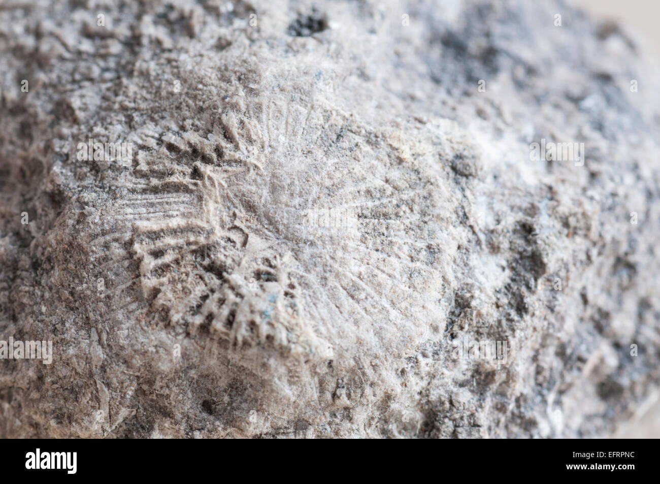 Un colpo di un carbonifero rugose di corallo dal Wensleydale, North Yorks Foto Stock