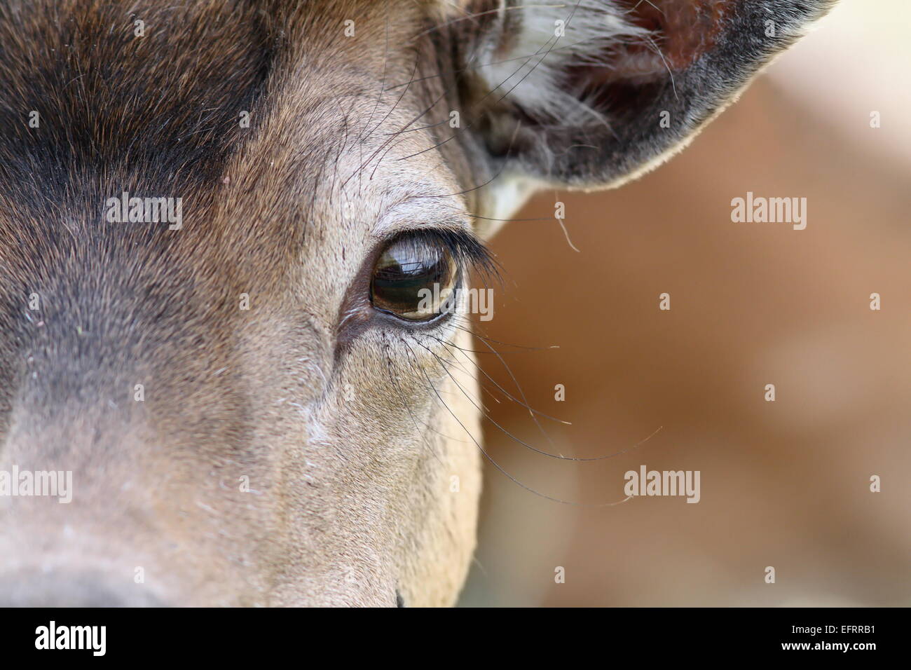 Chiudere fino a occhio di un daino ( dama ) Foto Stock