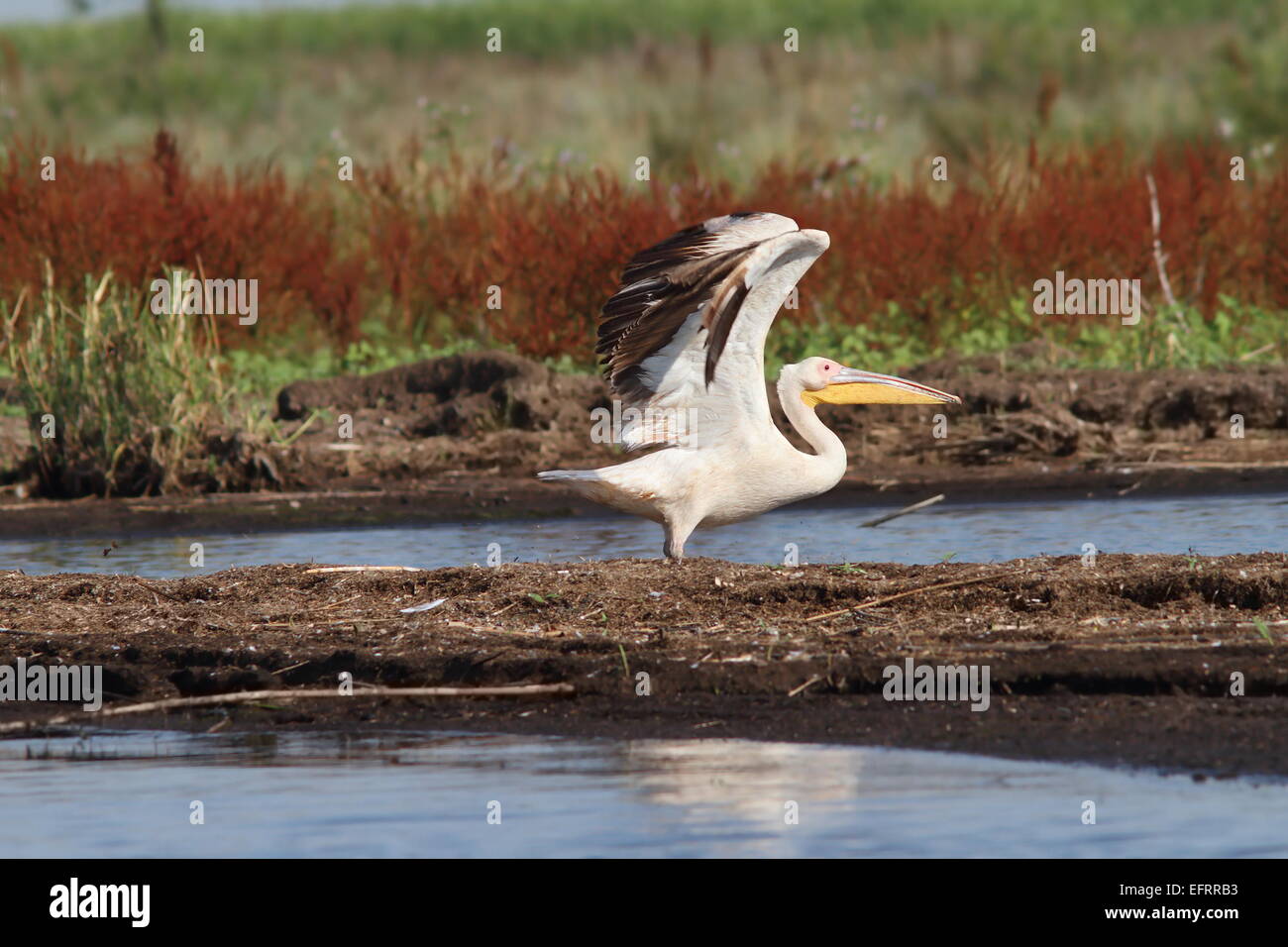 Grande pelican ( pelecanus onocrotalus ) tenendo fuori dalla palude sul Delta del Danubio, vicino a Sfantu Gheorghe Foto Stock