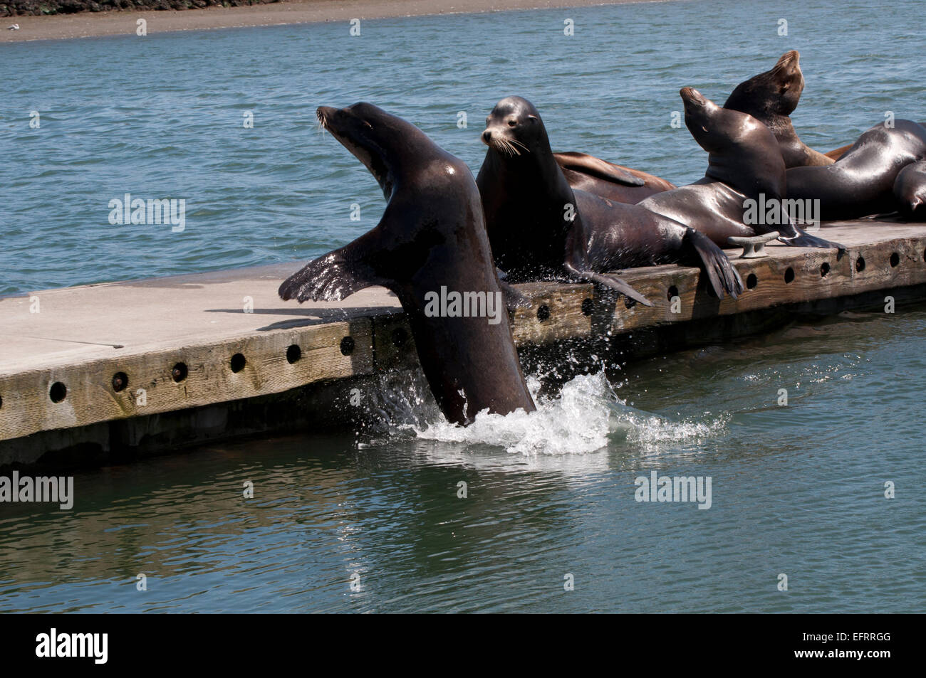 I leoni di mare impegnativo per territorio su una dock mentre gli altri dormono e crogiolatevi al sole presso la marina a ovest Port, WA, Stati Uniti d'America. Foto Stock