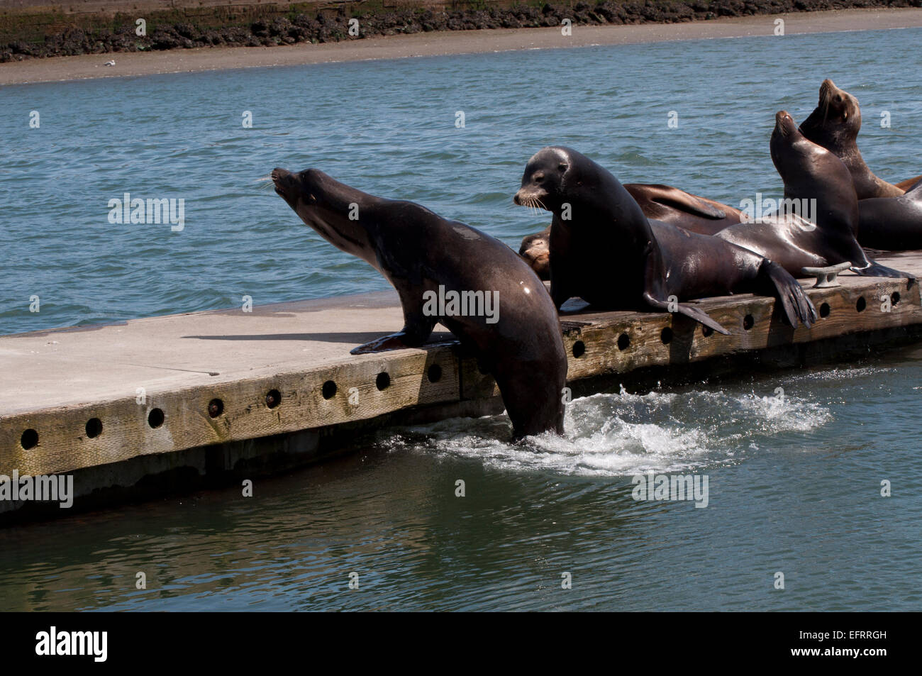 I leoni di mare impegnativo per territorio su una dock mentre gli altri dormono e crogiolatevi al sole presso la marina a ovest Port, WA, Stati Uniti d'America. Foto Stock