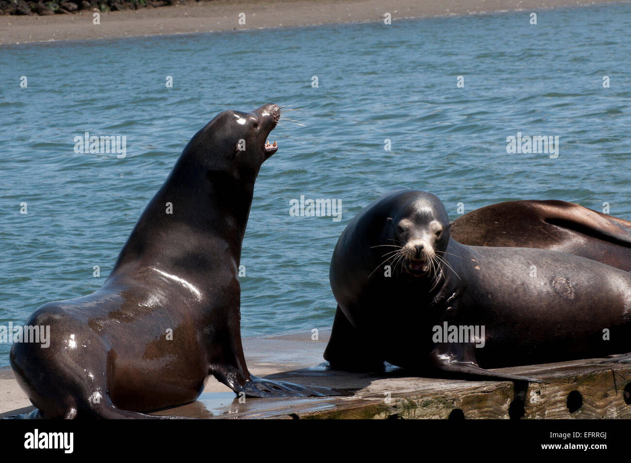 I leoni di mare, nel selvaggio, combattimenti e abbaiare per territorio su una dock tra gli altri i leoni di mare a marina a ovest Port, WA, Stati Uniti d'America. Foto Stock