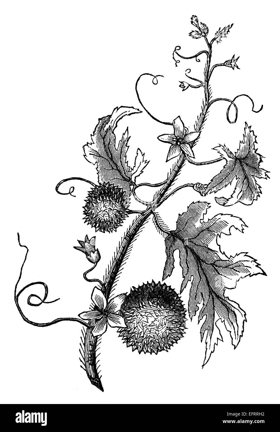 Fotografata da un libro intitolato "Enciclopedia Nazionale", pubblicata a Londra nel 1881. Il copyright è scaduto su questa illustrazione. Foto Stock