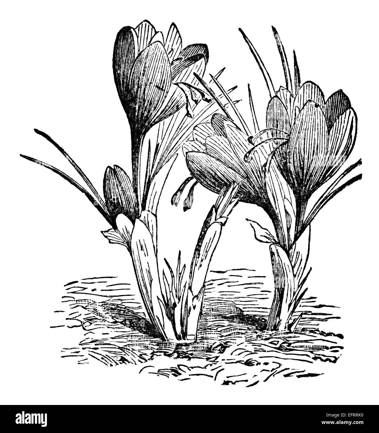 Incisione in stile vittoriano di un fiore crocus. Restaurata digitalmente immagine da una metà del XIX secolo enciclopedia. Foto Stock