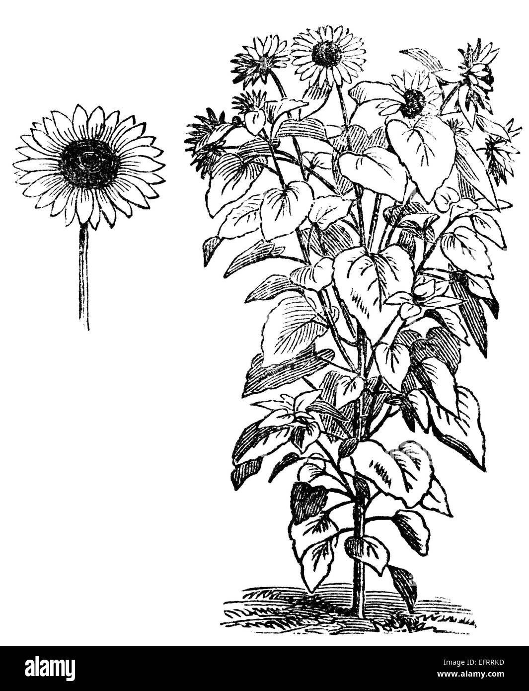 Incisione in stile vittoriano di helianthus, o di semi di girasole. Restaurata digitalmente immagine da una metà del XIX secolo enciclopedia. Foto Stock