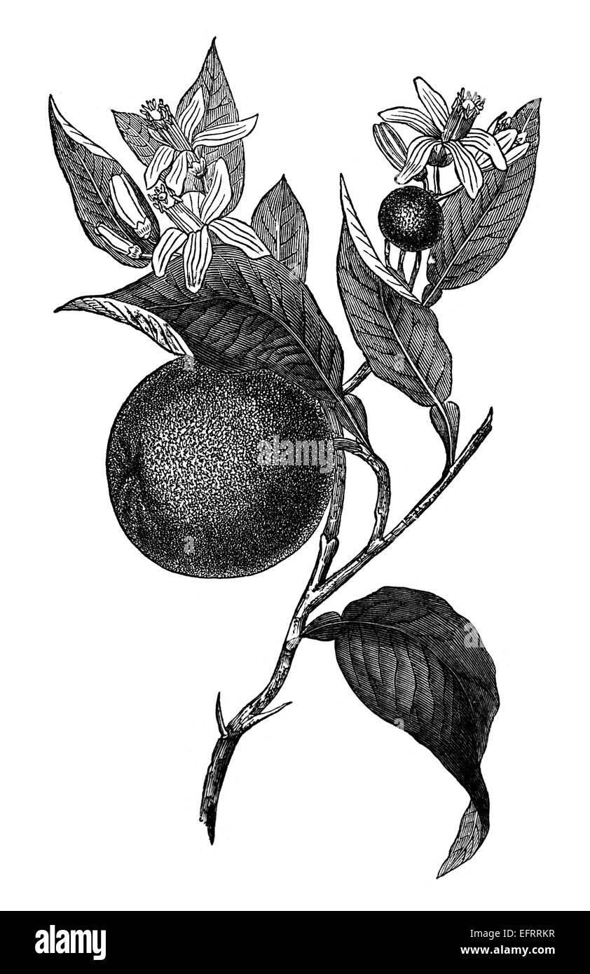Xix secolo incisione di un impianto di arancione Foto Stock