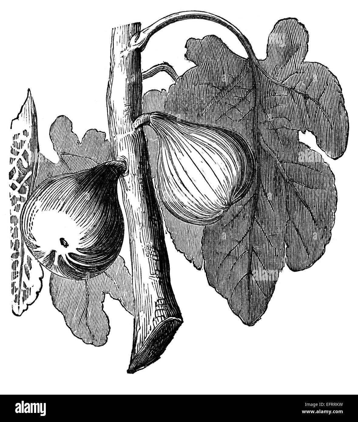 Fotografata da un libro intitolato "Enciclopedia Nazionale", pubblicata a Londra nel 1881. Il copyright è scaduto su questa illustrazione. Foto Stock