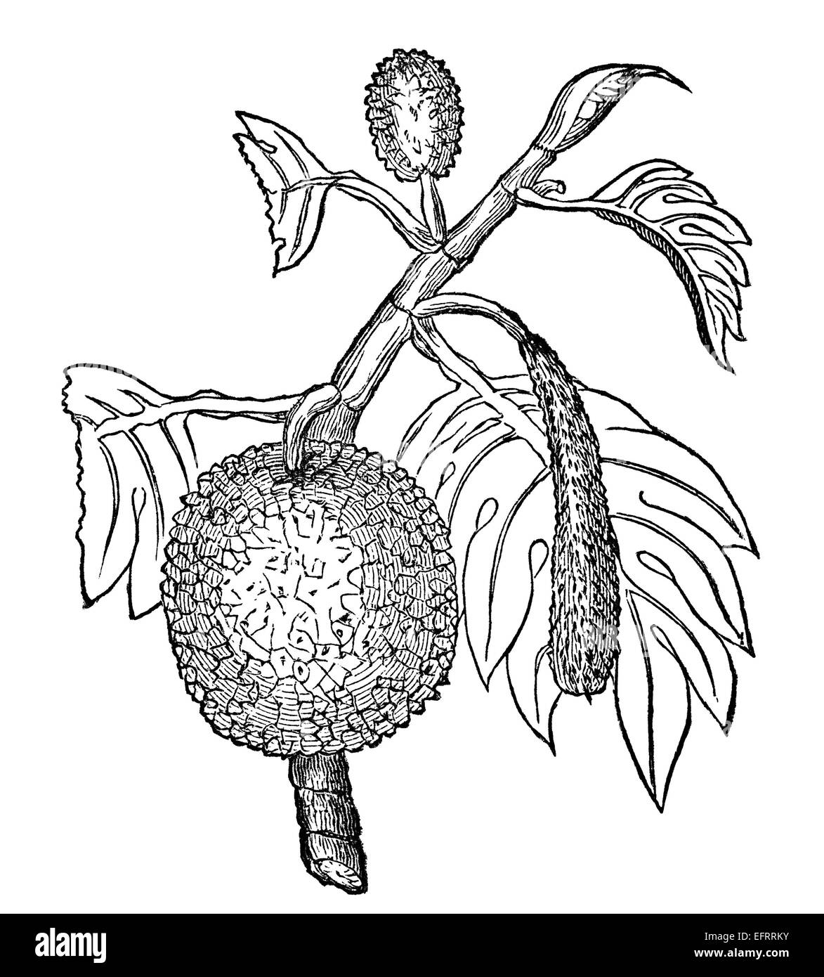 Incisione in stile vittoriano di un pane di frutta ramo di albero. Restaurata digitalmente immagine da una metà del XIX secolo enciclopedia. Foto Stock