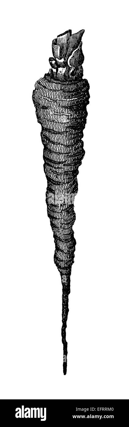 Incisione in stile vittoriano di un tubero root. Restaurata digitalmente immagine da una metà del XIX secolo enciclopedia. Foto Stock