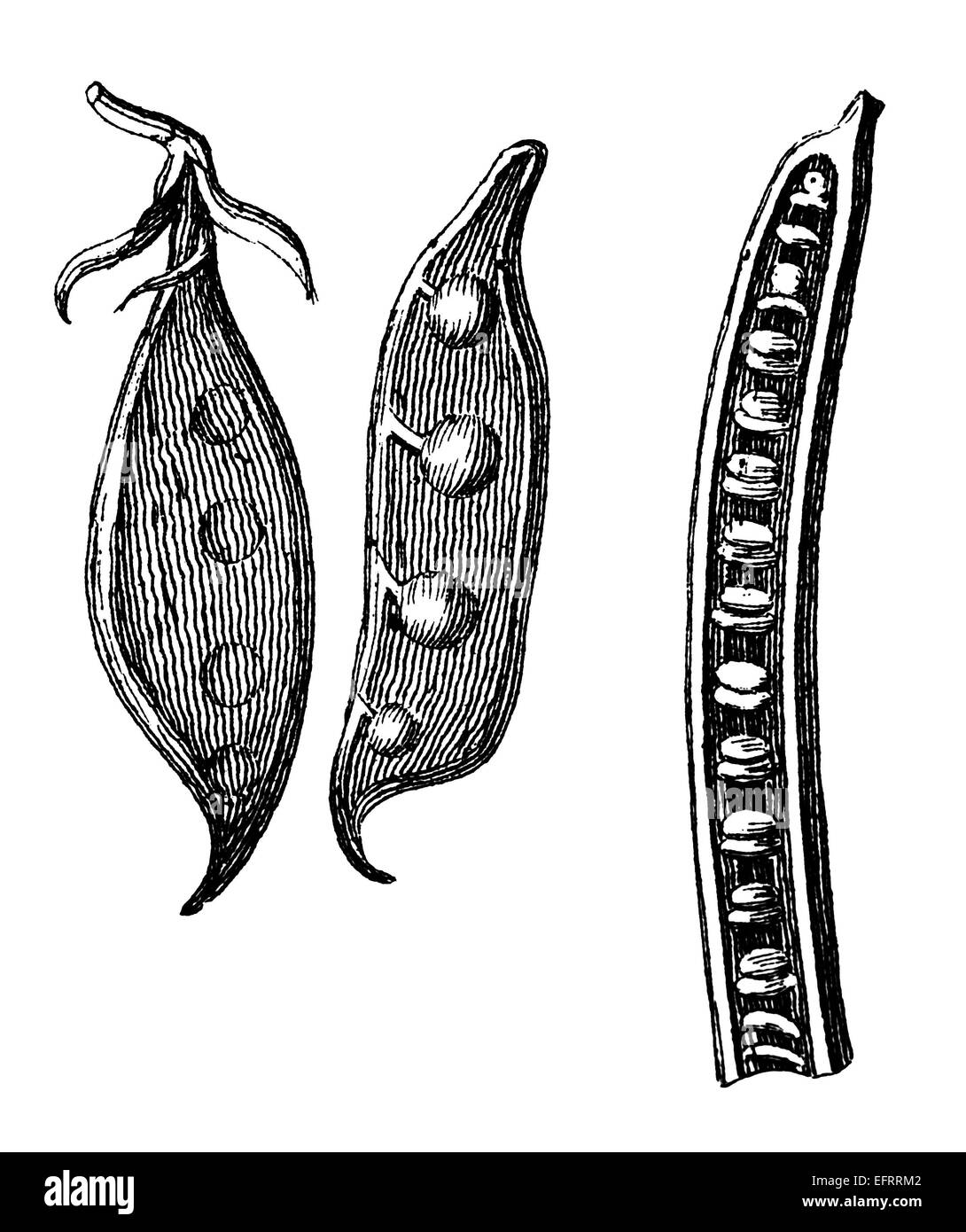Incisione in stile vittoriano di pisello selvatico cialde. Restaurata digitalmente immagine da una metà del XIX secolo enciclopedia. Foto Stock