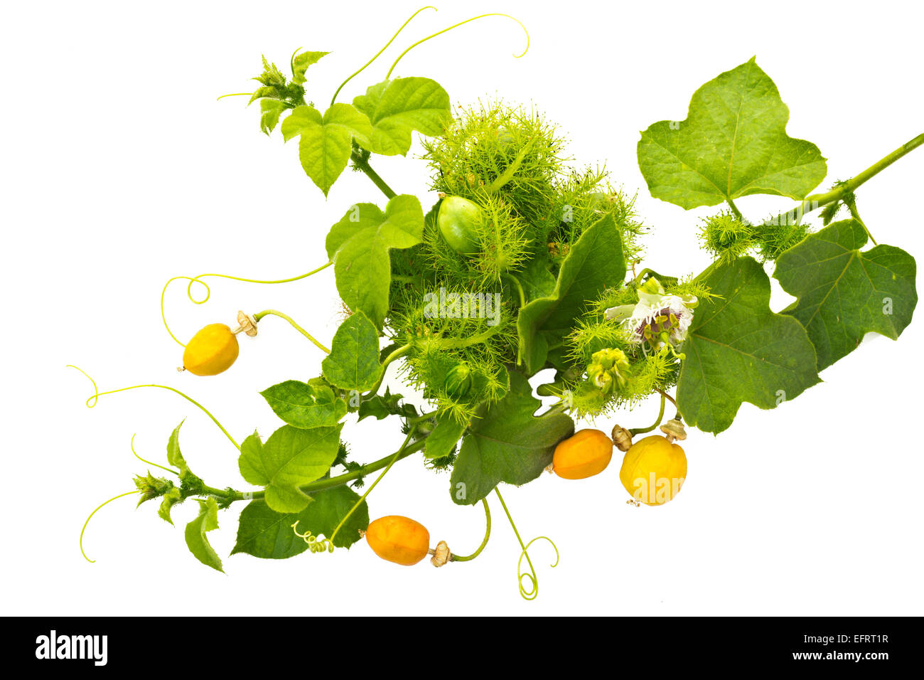 Vite di Passiflora foetida L con il suo fiore e frutto su sfondo bianco Foto Stock