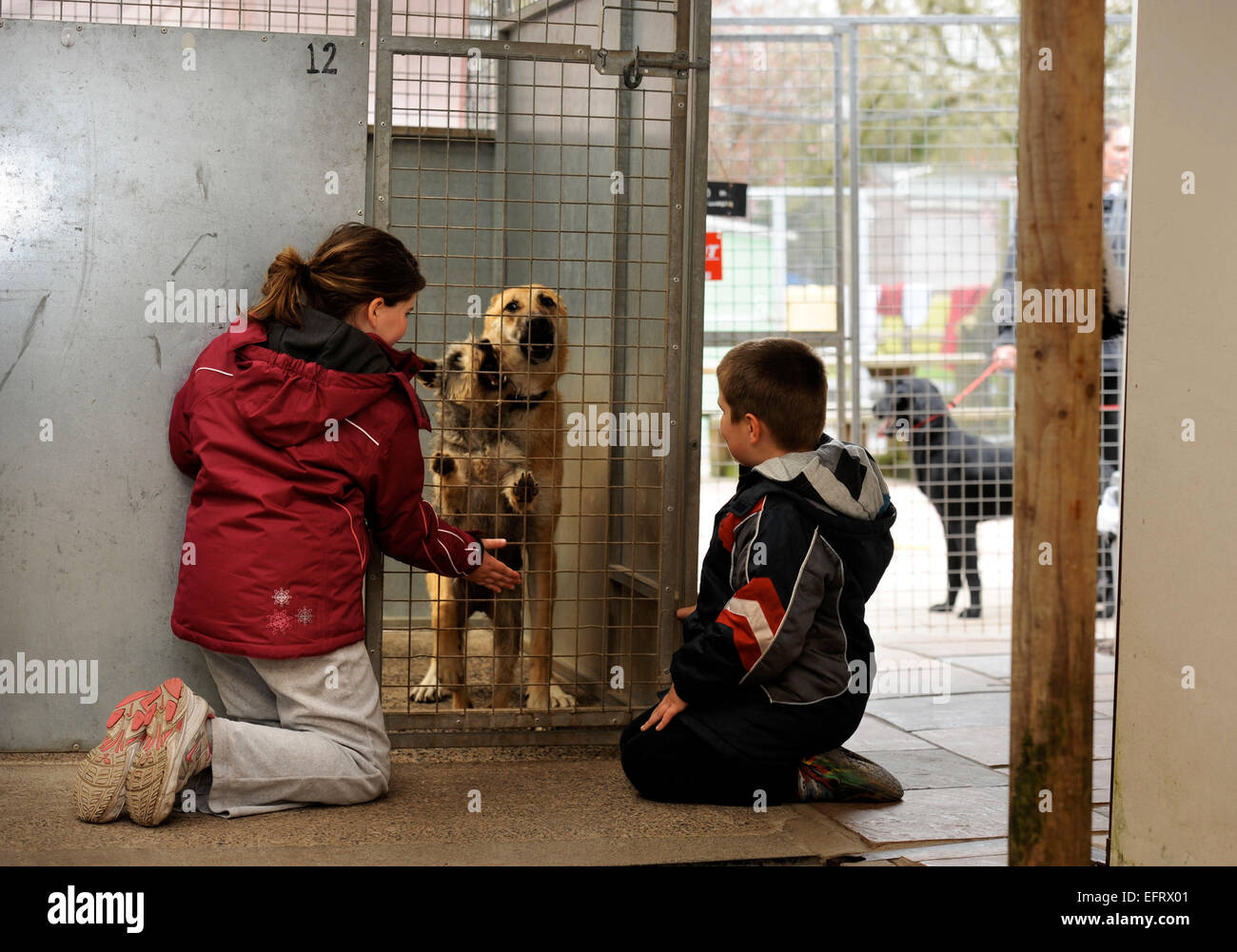 Le molte lacrime Animal Rescue Center vicino a Llanelli, S. Wales UK Foto Stock