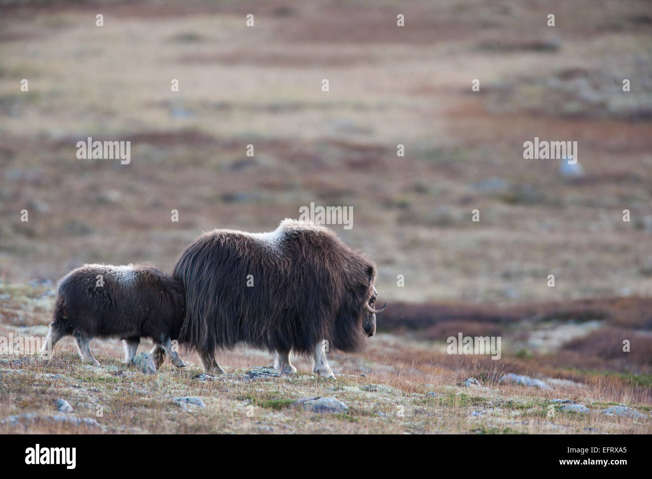 Muskox mucca e il suo vitello Foto Stock