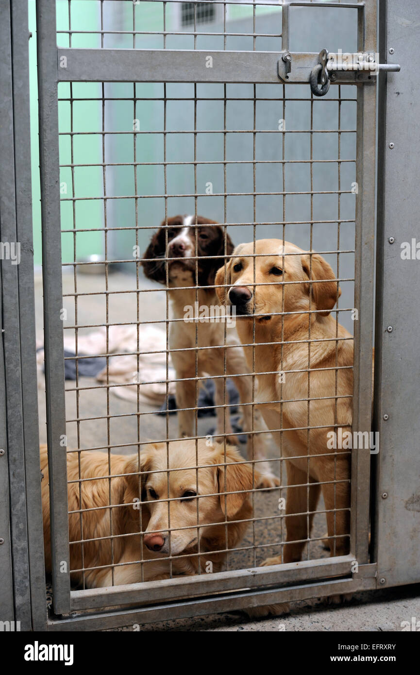 Le molte lacrime Animal Rescue Center vicino a Llanelli, S. Wales UK Foto Stock