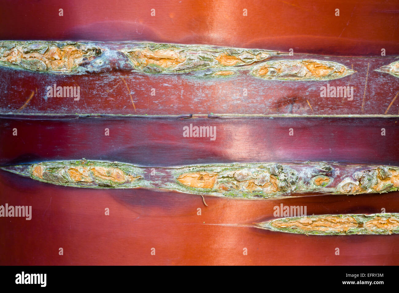 Prunus serrula, corteccia Foto Stock