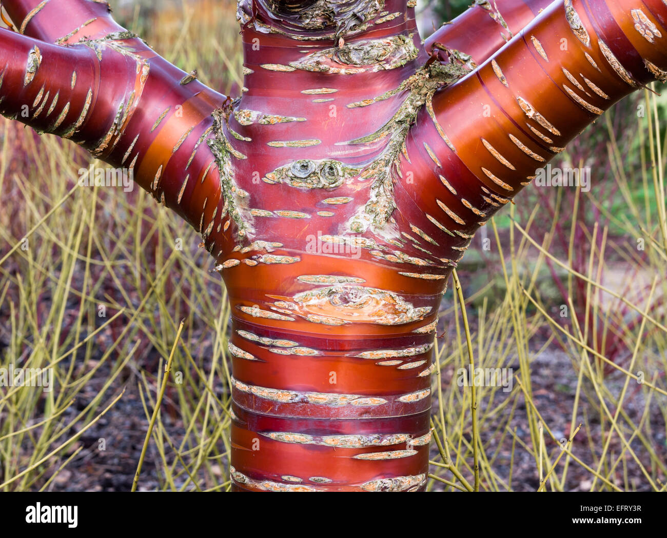 Prunus serrula, corteccia Foto Stock
