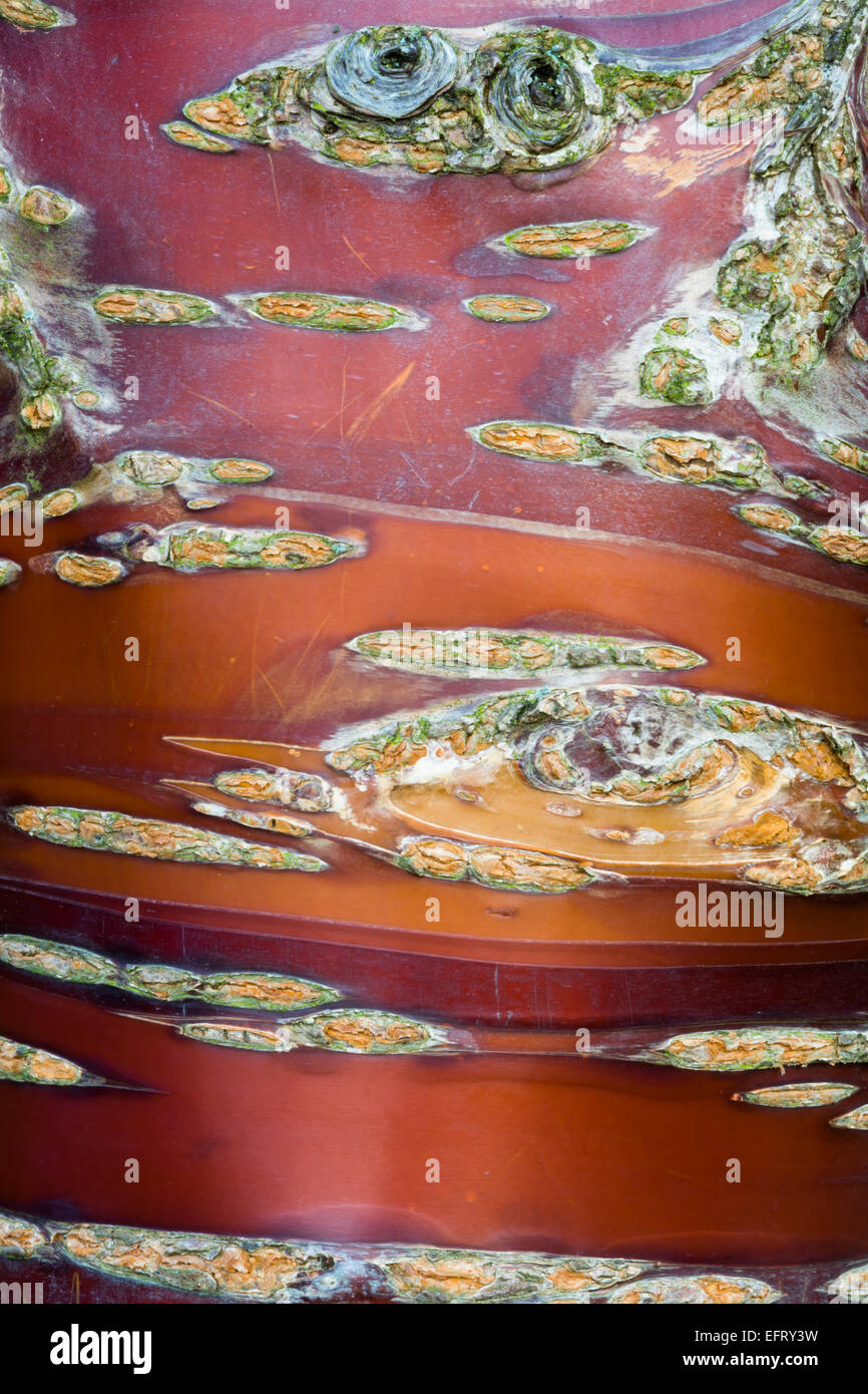 Prunus serrula, corteccia Foto Stock