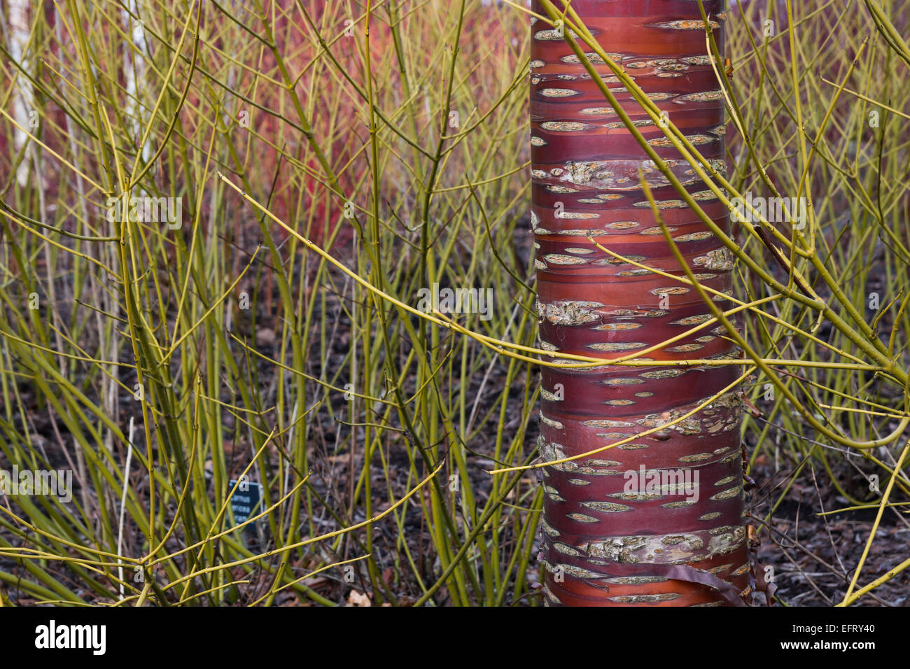 Prunus serrula tra cornus steli Foto Stock